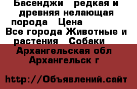 Басенджи - редкая и древняя нелающая порода › Цена ­ 50 000 - Все города Животные и растения » Собаки   . Архангельская обл.,Архангельск г.